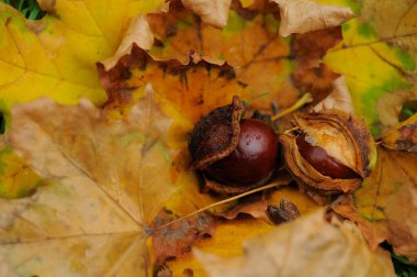 Sonbahar Park düşen yapraklar görünümünü kapat