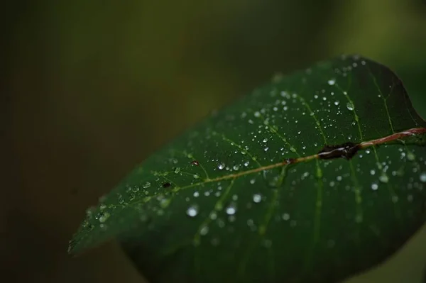 Hoja Verde Con Gotas Agua — Foto de Stock