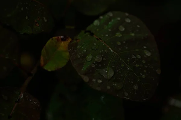 Folha Verde Com Gotas Água — Fotografia de Stock