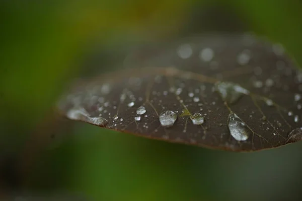 Folha Verde Com Gotas Água — Fotografia de Stock