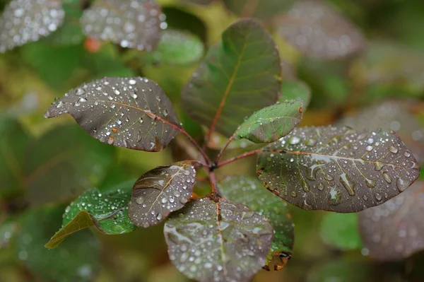 Folha Verde Com Gotas Água — Fotografia de Stock