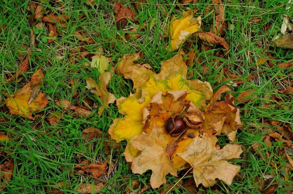 Vue Rapprochée Des Feuilles Tombées Dans Parc Automne — Photo