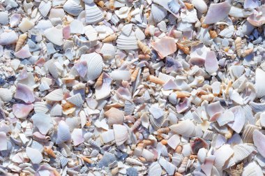 deniz kabuğu arka plan