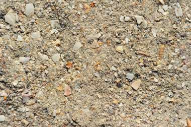 deniz kabuğu arka plan