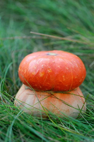 Turban Squash and Grass — Stock Photo, Image