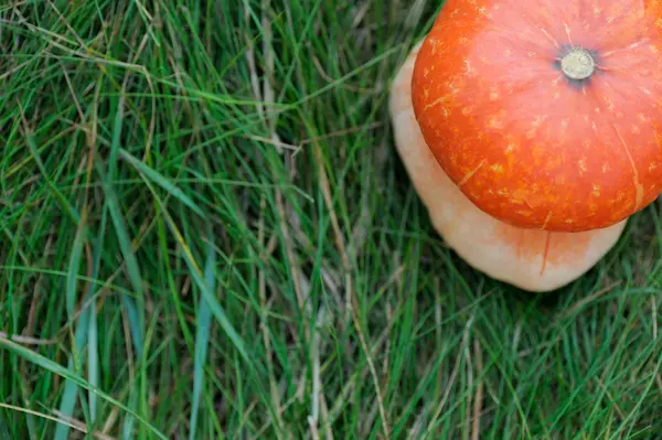 Turban Squash and Grass — Stock Photo, Image