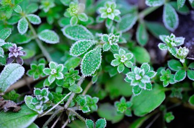 Frosted Chickweed (Stellaria Media) clipart