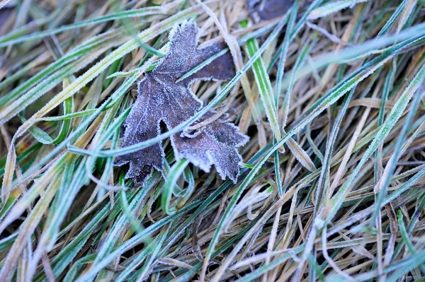 Leaves, Grass, Frost — Stock Photo, Image
