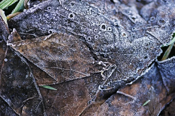 枯れ葉をつや消し — ストック写真