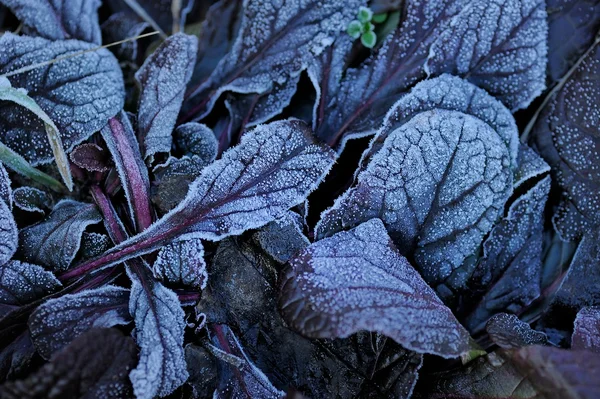 Lila blad Pland — Stockfoto