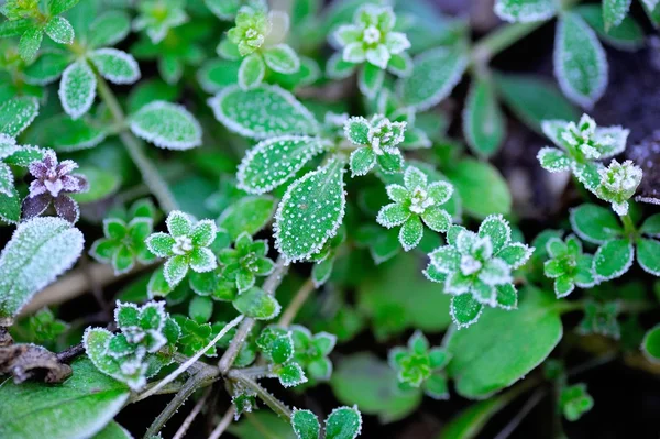 Buzlu Chickweed (Stellaria medya) — Stok fotoğraf