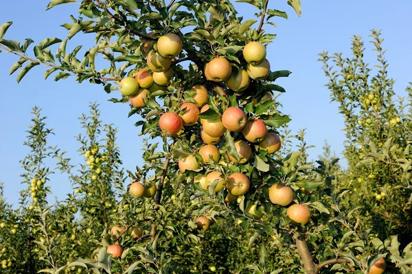 Zahrada jablko — Stock fotografie