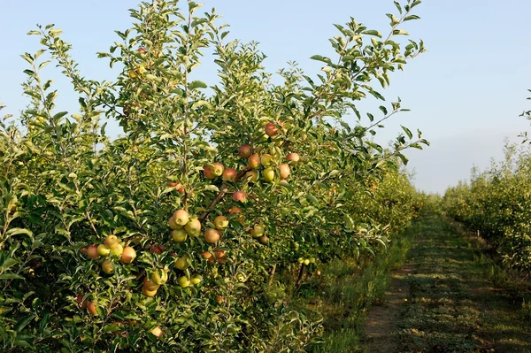 Jardín de manzana — Foto de Stock