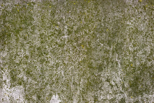 Покриті мохом оштукатурені стіни — стокове фото