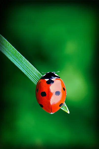 Ladybug on Green Leaf and Greenery Background — Stock Photo, Image