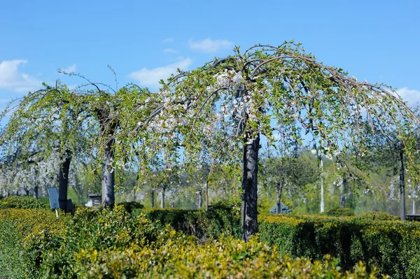 Тутових дерев, квітучі в ботанічному саду, м. Київ, Україна — стокове фото