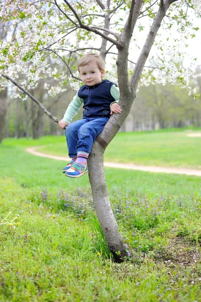 Boy Sitting on Cherry Tree — Stock Photo, Image