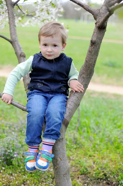 Boy Sitting on Cherry Tree — Stock Photo, Image