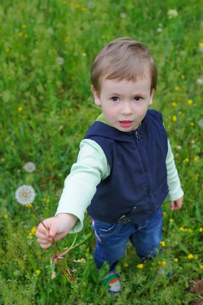 一个小男孩手持蒲公英的花 — 图库照片