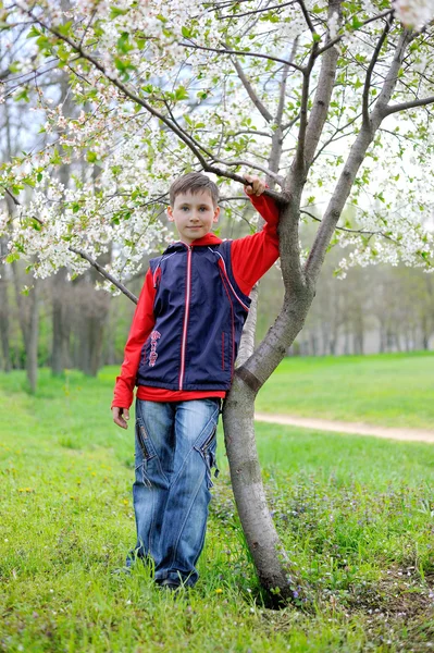 A Boy and Blossoming Cherry — Stock Photo, Image