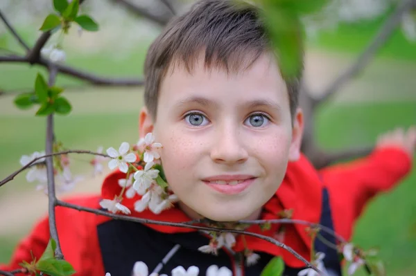 Ein Junge und blühende Kirschen — Stockfoto