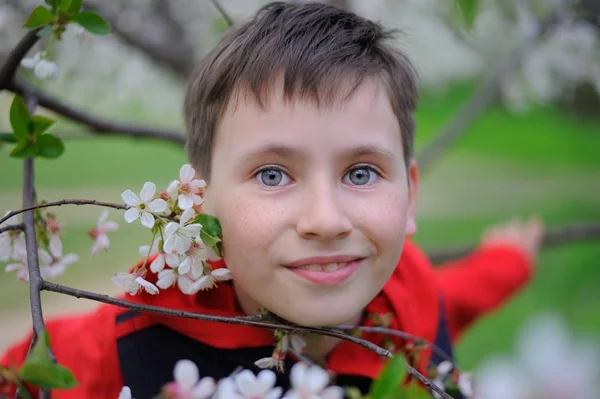 Ein Junge und blühende Kirschen — Stockfoto