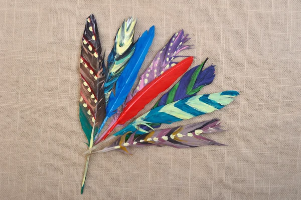Colored Feathers — Stock Photo, Image