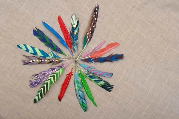 Colored Feathers — Stock Photo, Image