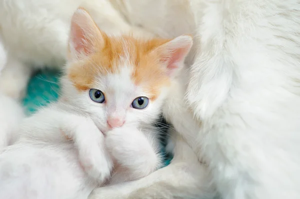 Pequeña gatita y su mamá — Foto de Stock