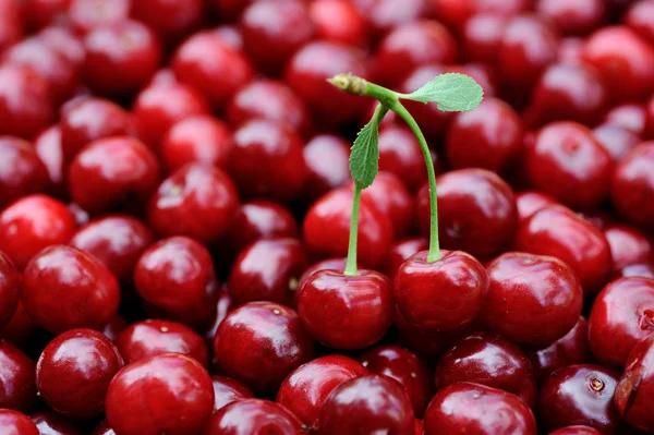 Bulk Cherries — Stock Photo, Image