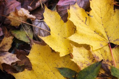 Renkli sonbahar yaprakları. Düşen sonbahar yapraklarını kapatın..