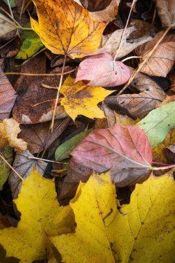 Renkli sonbahar yaprakları. Düşen sonbahar yapraklarını kapatın..