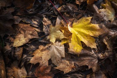 Sonbahar ormanında yere düşen sarı akçaağaç yaprağı. Yere düşen sonbahar akçaağaç yaprakları. Seçici odak.