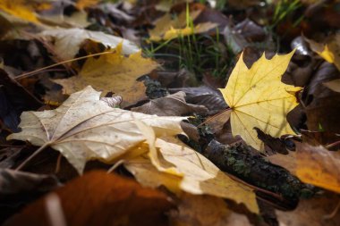 Yere düşen sonbahar yaprakları. Mevsimlik arka plan, doku. Sonbaharda ormanda yere düşen sarı akçaağaç yaprakları.