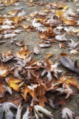 Sonbahar mevsiminde yere düşen yapraklar. Mevsimlik arkaplan.