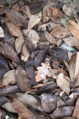 Parkta yere düşen yapraklar. Seçici odaklanma. Sonbaharda yere düşen yapraklar, fotoğrafın yakın çekimi.