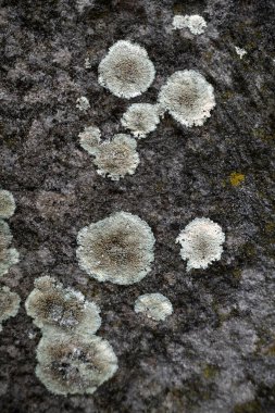 Yosun ve yosunlu taş duvar. Soyut arkaplan ve doku