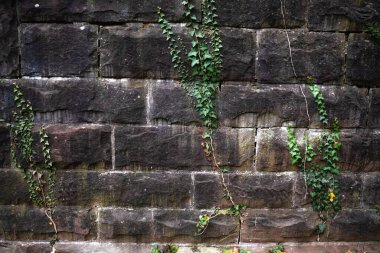Üzerinde yeşil sarmaşık bitkisi olan eski tuğla bir duvar. Doğal arkaplan.