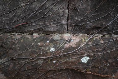Sonbaharda taştan bir duvarda kırmızı ve yeşil sarmaşık yaprakları. Taş bir duvarda sonbahar yaprakları, fotoğrafa yakın.