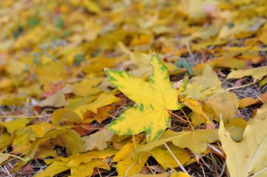 düşen sonbahar yaprakları