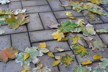 Kaldırıma düşen sonbahar yaprakları