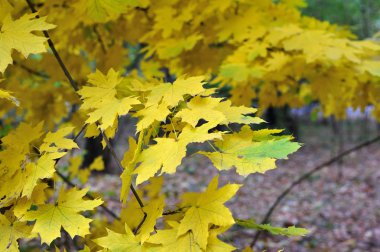 arka planını düşen sonbahar yaprakları