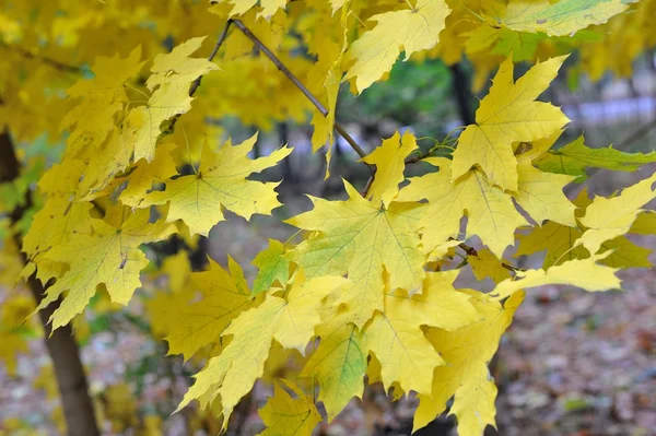 Contexte des feuilles d'automne tombées — Photo