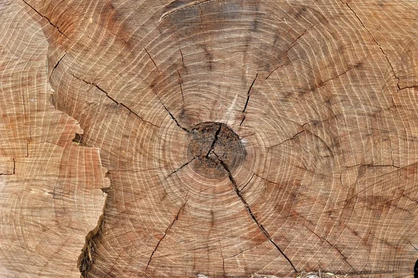 texture Stump of tree - section of the trunk with annual rings closeup