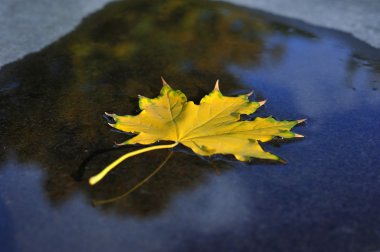 Sonbahar akçaağaç yaprağı suya düştü.