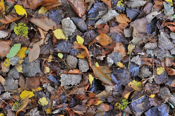 Осенний фон листья — стоковое фото