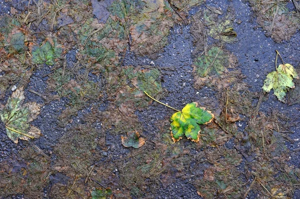 Jesienne liście i bitumu — Zdjęcie stockowe