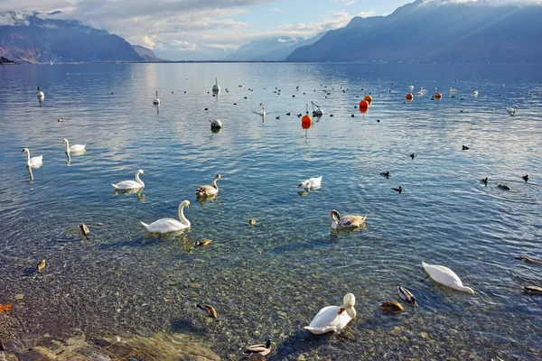 Cisnes nadando en el lago de Ginebra, Vevey, cantón de Vaud — Foto de Stock