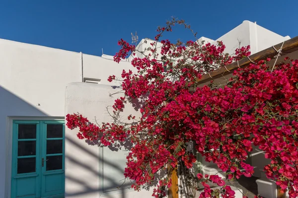 Fiori rossi sulla casa bianca medievale, isola di Mykonos, Grecia — Foto Stock