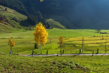 Sarı sonbahar manzara Dağı Rigi, Alpler altında ağaçlarda
